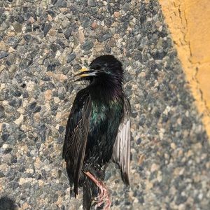 Meet your Posher, Eduardo